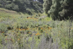 wrong-poppies-in-san-clemente-canyon