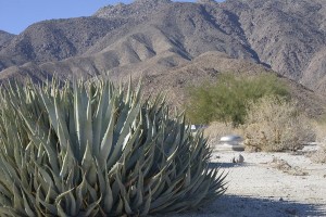 ABDSP Visitor centor green roof with Agave deserti