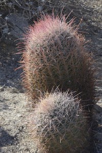 Barrel cactus at ABDSP Ferrocactus cylindricus