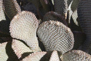 Beavertail cactus Opuntia basilaris var basilaris