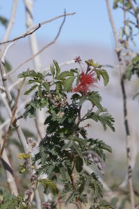 Calliandra eriophylla at ABDSP