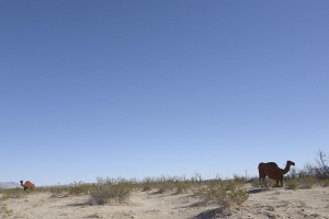 Camel scuptures in the desert