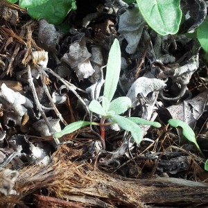Camissonia cheiranthifolia seedling