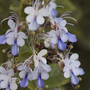 Clerodendrum-ugandense