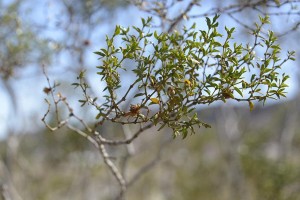 January greasewood Larrea tridentata at ABDSP