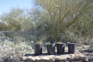 New plants at ABDSP visitor center