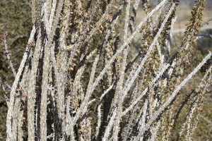 Ocotillo in January at ABDSP