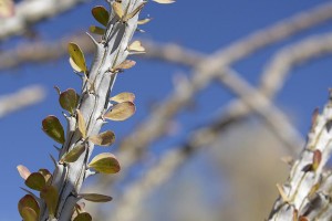 Ocotillo in January at ABDSP closeup