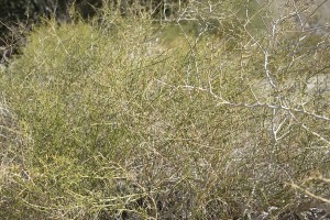 Psorothamnus schottii leaf textures Indigo bush at ABDSP