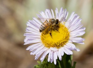 Pullenza-Bee in Aster_SMALL WEB