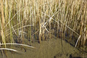 Pup fish habitat