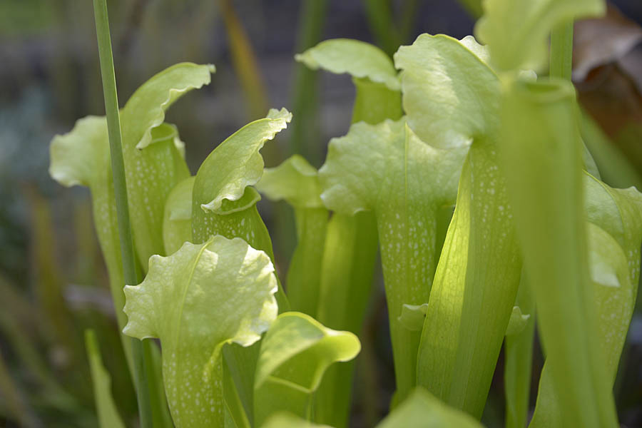 Two clones of Sarracenia (courtii x Green Monster), Robert Co hybrids
