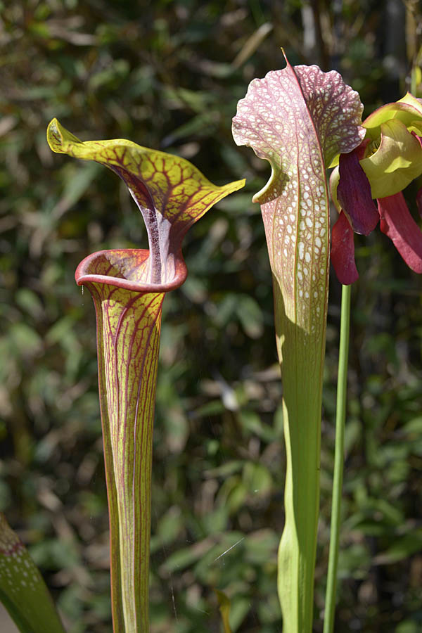 Up close and personal with Sarracenia flava var. ornata, Prince George County and Sarracenia excellens