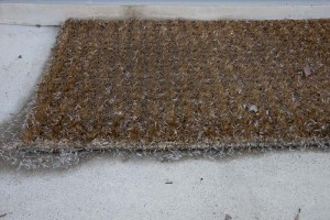 Coyote bush seed litter--stuck on doormat. It can get everywhere...