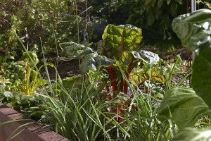 Veggie garden corner with chard