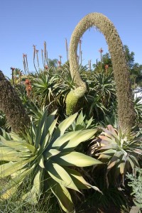 Agave attenuata bloom spike that landed on the aloe