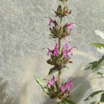 Hummingbird sage