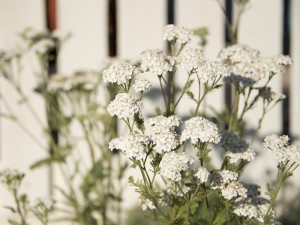 White yarrow against the white picket fence in front of the McCoy house--what a cool planting idea!