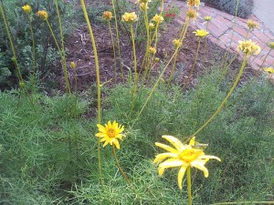 The local perennial "coreopsis," Leptosyne maritima, with a few flowers, but mostly spent blooms