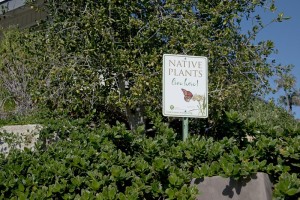 Native Plants Live Here Sign_WEB