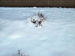 Plant under snow