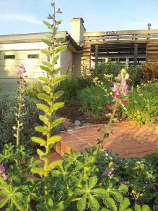 Stinging lupine, Lupinus hirsutissimus, already more seed than bloom early in the season.