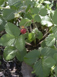 Tasty strawberry on a native strawberry--a bright green groundcover that supplies you with treats while you're weeding...
