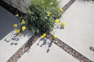 A bright yellow yarrow selection planted on the edge of a rain-permeable driveway