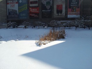 Zigzag shadow on snow with dried plants