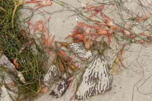 Tuna crabs washed up on the Ocean Beach shore