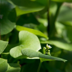 Profile of the tiny white flowers on miner's lettuce