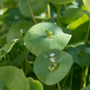 Miner's Lettuce (Claytonia perfoliata) with mature leaves surround the flowering stems